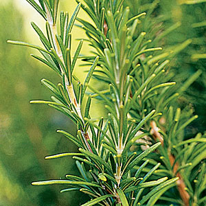 Rosemary Essential Oil